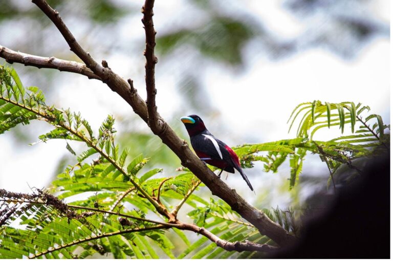 A small colorful bird perched on a branch among bright green fern leaves in a tropical setting.